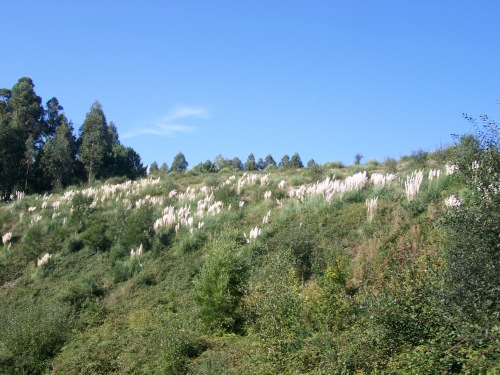 Praga de herba da Pampa no recheo de terra realizado a carón do Monte Pituco, a carón da Variante.