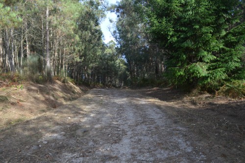 Desbroce das marxes da pista forestal do Pituco.
